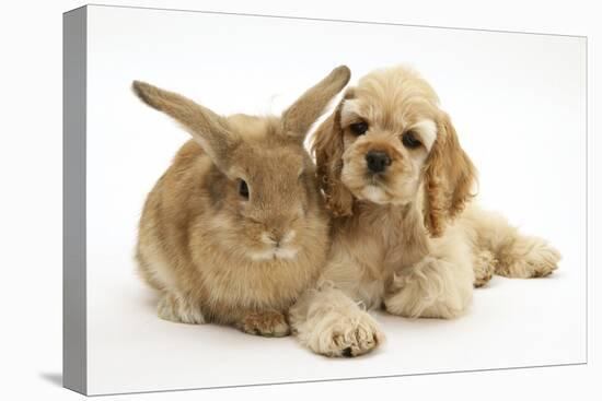 Buff American Cocker Spaniel Puppy, China, 10 Weeks, Lying Beside Sandy Lionhead-Cross Rabbit-Mark Taylor-Stretched Canvas