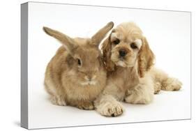 Buff American Cocker Spaniel Puppy, China, 10 Weeks, Lying Beside Sandy Lionhead-Cross Rabbit-Mark Taylor-Stretched Canvas