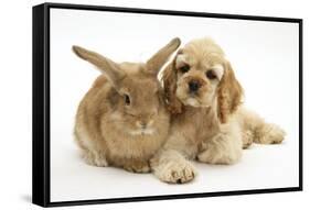 Buff American Cocker Spaniel Puppy, China, 10 Weeks, Lying Beside Sandy Lionhead-Cross Rabbit-Mark Taylor-Framed Stretched Canvas