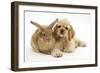 Buff American Cocker Spaniel Puppy, China, 10 Weeks, Lying Beside Sandy Lionhead-Cross Rabbit-Mark Taylor-Framed Photographic Print