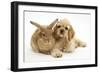 Buff American Cocker Spaniel Puppy, China, 10 Weeks, Lying Beside Sandy Lionhead-Cross Rabbit-Mark Taylor-Framed Photographic Print