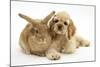 Buff American Cocker Spaniel Puppy, China, 10 Weeks, Lying Beside Sandy Lionhead-Cross Rabbit-Mark Taylor-Mounted Photographic Print