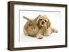 Buff American Cocker Spaniel Puppy, China, 10 Weeks, Lying Beside Sandy Lionhead-Cross Rabbit-Mark Taylor-Framed Photographic Print