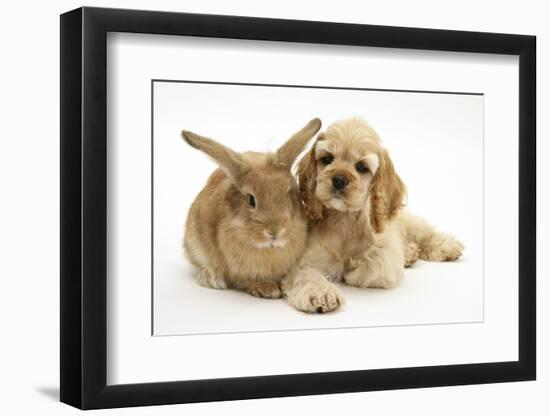 Buff American Cocker Spaniel Puppy, China, 10 Weeks, Lying Beside Sandy Lionhead-Cross Rabbit-Mark Taylor-Framed Photographic Print