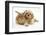 Buff American Cocker Spaniel Puppy, China, 10 Weeks, Lying Beside Sandy Lionhead-Cross Rabbit-Mark Taylor-Framed Photographic Print