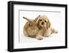 Buff American Cocker Spaniel Puppy, China, 10 Weeks, Lying Beside Sandy Lionhead-Cross Rabbit-Mark Taylor-Framed Photographic Print