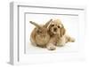 Buff American Cocker Spaniel Puppy, China, 10 Weeks, Lying Beside Sandy Lionhead-Cross Rabbit-Mark Taylor-Framed Photographic Print