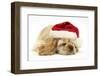 Buff American Cocker Spaniel Puppy, China, 10 Weeks Old, Asleep Wearing a Father Christmas Hat-Mark Taylor-Framed Photographic Print