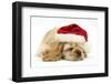 Buff American Cocker Spaniel Puppy, China, 10 Weeks Old, Asleep Wearing a Father Christmas Hat-Mark Taylor-Framed Photographic Print