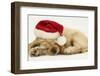 Buff American Cocker Spaniel Puppy, China, 10 Weeks Old, Asleep with Father Christmas Hat On-Mark Taylor-Framed Photographic Print