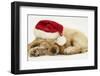 Buff American Cocker Spaniel Puppy, China, 10 Weeks Old, Asleep with Father Christmas Hat On-Mark Taylor-Framed Photographic Print