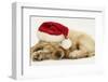 Buff American Cocker Spaniel Puppy, China, 10 Weeks Old, Asleep with Father Christmas Hat On-Mark Taylor-Framed Photographic Print