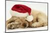 Buff American Cocker Spaniel Puppy, China, 10 Weeks Old, Asleep with Father Christmas Hat On-Mark Taylor-Mounted Photographic Print