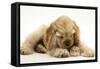 Buff American Cocker Spaniel Puppy, China, 10 Weeks, with a Dwarf Russian Hamster-Mark Taylor-Framed Stretched Canvas