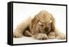 Buff American Cocker Spaniel Puppy, China, 10 Weeks, with a Dwarf Russian Hamster-Mark Taylor-Framed Stretched Canvas