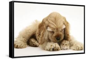 Buff American Cocker Spaniel Puppy, China, 10 Weeks, with a Dwarf Russian Hamster-Mark Taylor-Framed Stretched Canvas