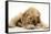 Buff American Cocker Spaniel Puppy, China, 10 Weeks, with a Dwarf Russian Hamster-Mark Taylor-Framed Stretched Canvas