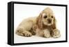 Buff American Cocker Spaniel Puppy, China, 10 Weeks, with a Dwarf Russian Hamster-Mark Taylor-Framed Stretched Canvas