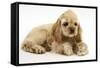 Buff American Cocker Spaniel Puppy, China, 10 Weeks, with a Dwarf Russian Hamster-Mark Taylor-Framed Stretched Canvas