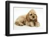 Buff American Cocker Spaniel Puppy, China, 10 Weeks, with a Dwarf Russian Hamster-Mark Taylor-Framed Premium Photographic Print