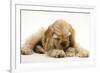 Buff American Cocker Spaniel Puppy, China, 10 Weeks, with a Dwarf Russian Hamster-Mark Taylor-Framed Photographic Print