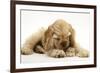 Buff American Cocker Spaniel Puppy, China, 10 Weeks, with a Dwarf Russian Hamster-Mark Taylor-Framed Photographic Print