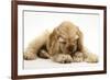 Buff American Cocker Spaniel Puppy, China, 10 Weeks, with a Dwarf Russian Hamster-Mark Taylor-Framed Photographic Print