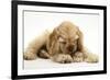 Buff American Cocker Spaniel Puppy, China, 10 Weeks, with a Dwarf Russian Hamster-Mark Taylor-Framed Photographic Print