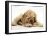 Buff American Cocker Spaniel Puppy, China, 10 Weeks, with a Dwarf Russian Hamster-Mark Taylor-Framed Photographic Print