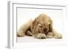 Buff American Cocker Spaniel Puppy, China, 10 Weeks, with a Dwarf Russian Hamster-Mark Taylor-Framed Photographic Print