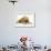 Buff American Cocker Spaniel Puppy, China, 10 Weeks, with a Dwarf Russian Hamster-Mark Taylor-Framed Photographic Print displayed on a wall