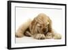 Buff American Cocker Spaniel Puppy, China, 10 Weeks, with a Dwarf Russian Hamster-Mark Taylor-Framed Photographic Print