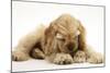 Buff American Cocker Spaniel Puppy, China, 10 Weeks, with a Dwarf Russian Hamster-Mark Taylor-Mounted Photographic Print