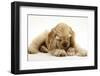 Buff American Cocker Spaniel Puppy, China, 10 Weeks, with a Dwarf Russian Hamster-Mark Taylor-Framed Photographic Print