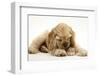 Buff American Cocker Spaniel Puppy, China, 10 Weeks, with a Dwarf Russian Hamster-Mark Taylor-Framed Photographic Print