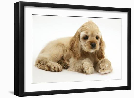 Buff American Cocker Spaniel Puppy, China, 10 Weeks, with a Dwarf Russian Hamster-Mark Taylor-Framed Photographic Print