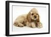 Buff American Cocker Spaniel Puppy, China, 10 Weeks, with a Dwarf Russian Hamster-Mark Taylor-Framed Photographic Print