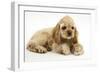 Buff American Cocker Spaniel Puppy, China, 10 Weeks, with a Dwarf Russian Hamster-Mark Taylor-Framed Photographic Print