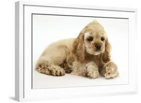 Buff American Cocker Spaniel Puppy, China, 10 Weeks, with a Dwarf Russian Hamster-Mark Taylor-Framed Photographic Print