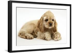 Buff American Cocker Spaniel Puppy, China, 10 Weeks, with a Dwarf Russian Hamster-Mark Taylor-Framed Photographic Print