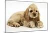 Buff American Cocker Spaniel Puppy, China, 10 Weeks, with a Dwarf Russian Hamster-Mark Taylor-Mounted Photographic Print