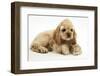 Buff American Cocker Spaniel Puppy, China, 10 Weeks, with a Dwarf Russian Hamster-Mark Taylor-Framed Photographic Print