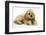 Buff American Cocker Spaniel Puppy, China, 10 Weeks, with a Dwarf Russian Hamster-Mark Taylor-Framed Photographic Print