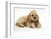 Buff American Cocker Spaniel Puppy, China, 10 Weeks, with a Dwarf Russian Hamster-Mark Taylor-Framed Photographic Print