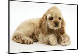 Buff American Cocker Spaniel Puppy, China, 10 Weeks, with a Dwarf Russian Hamster-Mark Taylor-Mounted Photographic Print