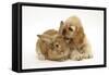 Buff American Cocker Spaniel Puppy, China, 10 Weeks, with Sandy Lionhead-Cross Rabbit-Mark Taylor-Framed Stretched Canvas