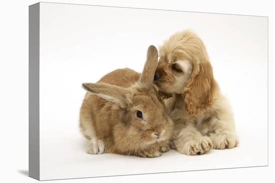 Buff American Cocker Spaniel Puppy, China, 10 Weeks, with Sandy Lionhead-Cross Rabbit-Mark Taylor-Stretched Canvas