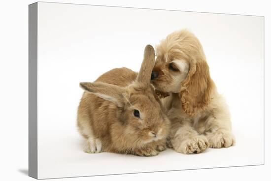 Buff American Cocker Spaniel Puppy, China, 10 Weeks, with Sandy Lionhead-Cross Rabbit-Mark Taylor-Stretched Canvas