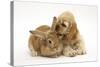 Buff American Cocker Spaniel Puppy, China, 10 Weeks, with Sandy Lionhead-Cross Rabbit-Mark Taylor-Stretched Canvas