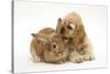 Buff American Cocker Spaniel Puppy, China, 10 Weeks, with Sandy Lionhead-Cross Rabbit-Mark Taylor-Stretched Canvas